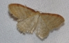 Idaea humiliata (Hufnagel, 1767)