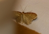 Idaea humiliata (Hufnagel, 1767)