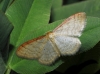 Idaea humiliata (Hufnagel, 1767)