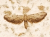 Idaea incalcarata (Chrtien, 1913)