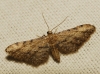 Idaea incalcarata (Chrtien, 1913)