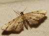 Idaea incalcarata (Chrtien, 1913)