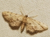 Idaea incalcarata (Chrtien, 1913)