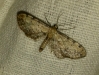 Idaea incalcarata (Chrtien, 1913)