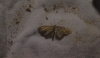 Idaea incalcarata (Chrtien, 1913)