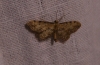 Idaea incalcarata (Chrtien, 1913)