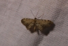 Idaea incalcarata (Chrtien, 1913)