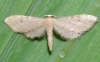 Idaea infirmaria (Rambur, 1833)