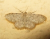 Idaea joannisiata (Homberg, 1911)
