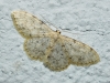Idaea joannisiata (Homberg, 1911)