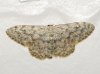 Idaea joannisiata (Homberg, 1911)