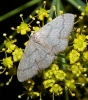 Idaea korbi (Pngeler, 1917)