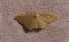 Idaea litigiosaria (Boisduval, 1840)