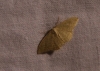 Idaea litigiosaria (Boisduval, 1840)