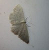 Idaea lusohispanica (Herbulot, 1991)