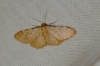Idaea lutulentaria (Staudinger, 1892)