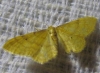 Idaea lutulentaria (Staudinger, 1892)