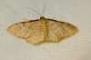 Idaea lutulentaria (Staudinger, 1892)