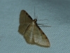 Idaea lutulentaria (Staudinger, 1892)
