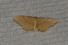 Idaea lutulentaria (Staudinger, 1892)