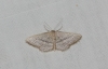 Idaea mediaria (Hbner, 1819)