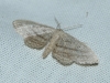 Idaea mediaria (Hbner, 1819)