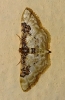Idaea mustelata (Gumppenberg 1892)