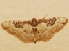 Idaea mustelata (Gumppenberg 1892)
