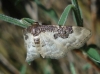 Idaea mustelata (Gumppenberg 1892)