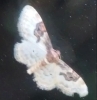Idaea mustelata (Gumppenberg 1892)