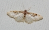Idaea mustelata (Gumppenberg 1892)