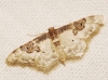 Idaea mustelata (Gumppenberg 1892)