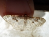 Idaea mustelata (Gumppenberg 1892)