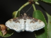 Idaea mustelata (Gumppenberg 1892)