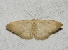 Idaea obsoletaria (Rambur, 1834)