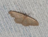 Idaea obsoletaria (Rambur, 1834)