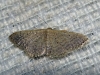 Idaea obsoletaria (Rambur, 1834)