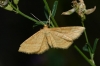 Idaea ochrata (Scopoli, 1763)