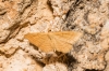 Idaea ochrata (Scopoli, 1763)