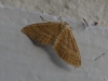 Idaea ochrata (Scopoli, 1763)