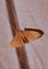 Idaea ochrata (Scopoli, 1763)
