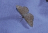 Idaea ochrata (Scopoli, 1763)