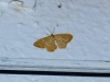 Idaea ochrata (Scopoli, 1763)