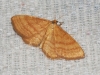 Idaea ochrata (Scopoli, 1763)