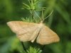 Idaea ochrata (Scopoli, 1763)