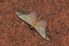 Idaea ostrinaria (Hbner, 1813)