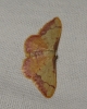 Idaea ostrinaria (Hbner, 1813)