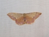 Idaea ostrinaria (Hbner, 1813)