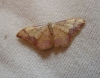Idaea ostrinaria (Hbner, 1813)
