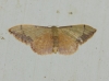 Idaea ostrinaria (Hbner, 1813)
